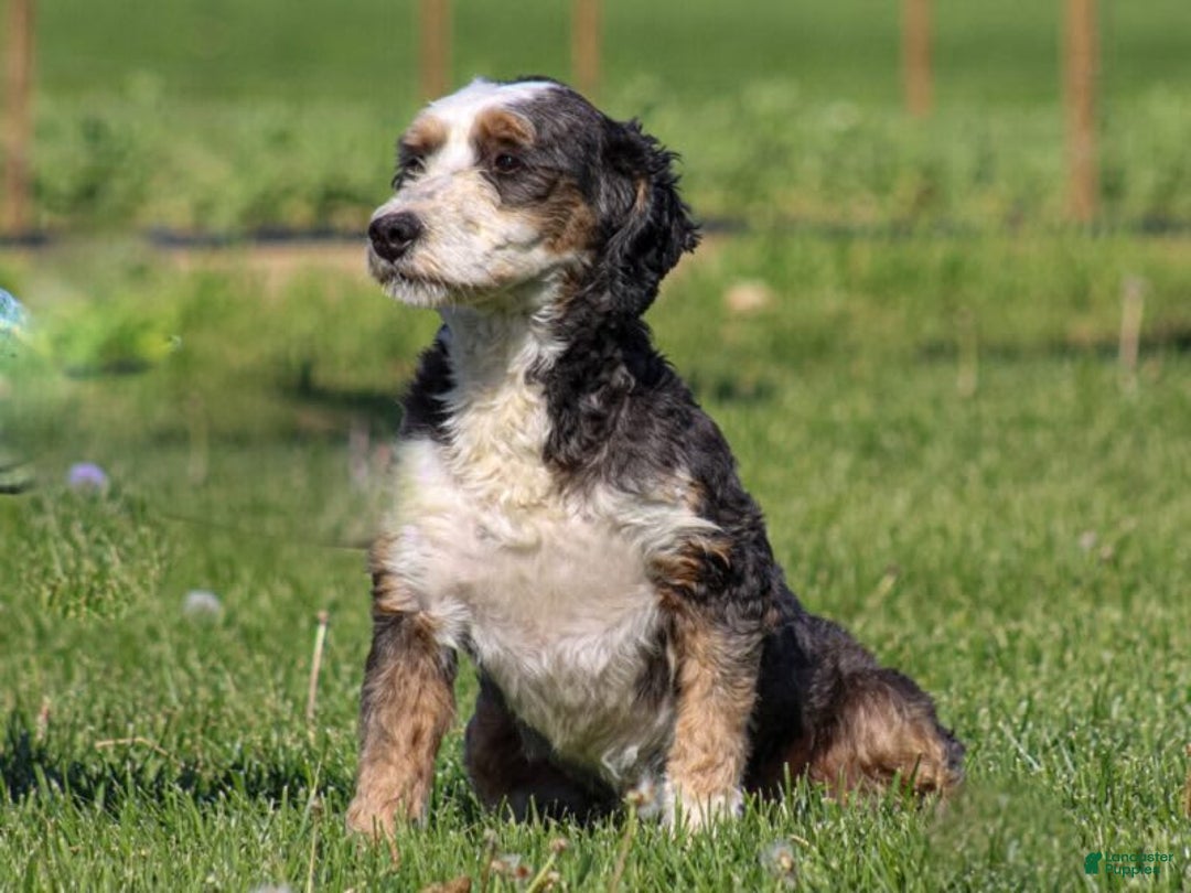 Mini Bernedoodle dogs for sale: Mercedes - Image 10