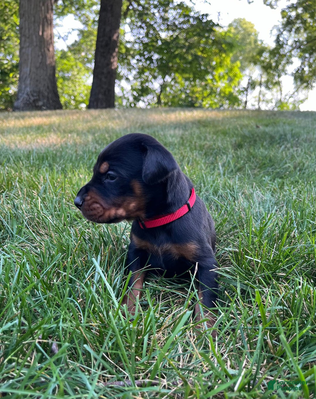 Doberman Pinscher dogs for sale: Dante - Image 2