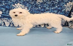 Malshi dogs for sale: Umberto - Image 7