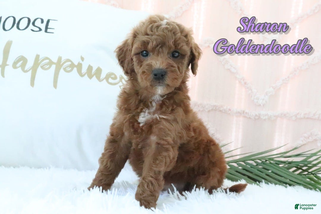 Goldendoodle dogs for sale: Sharon - Image 1