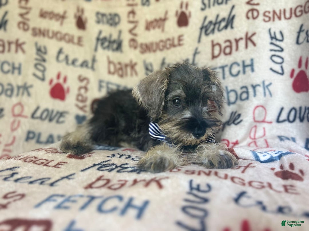 Miniature Schnauzer dogs for sale: Tex - Image 4