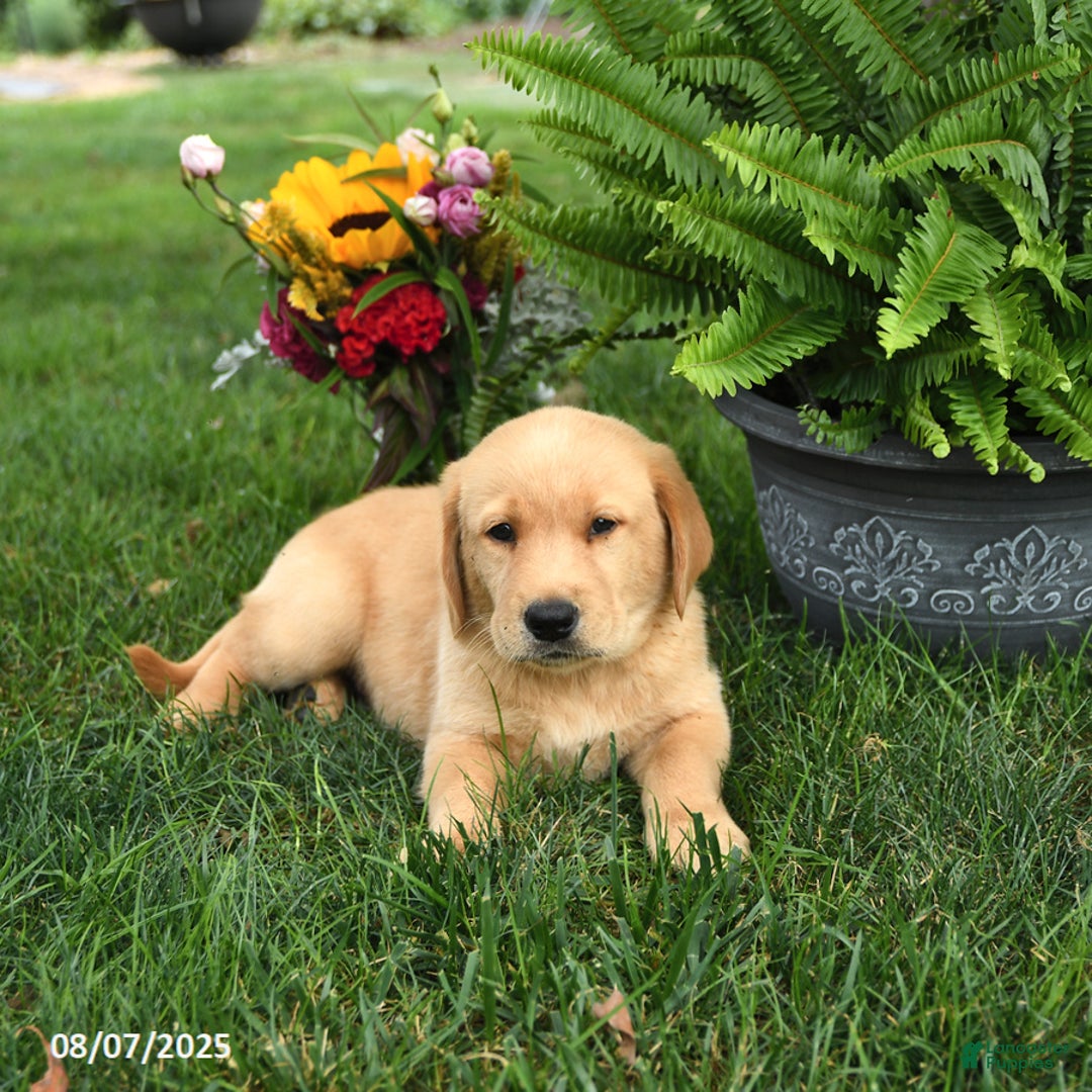Goldador dogs for sale: Goldador 7 puppies - Image 6