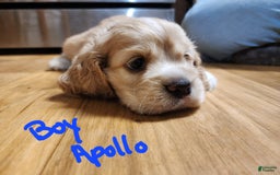 Cocker Spaniel dogs for sale: Apollo - Image 2