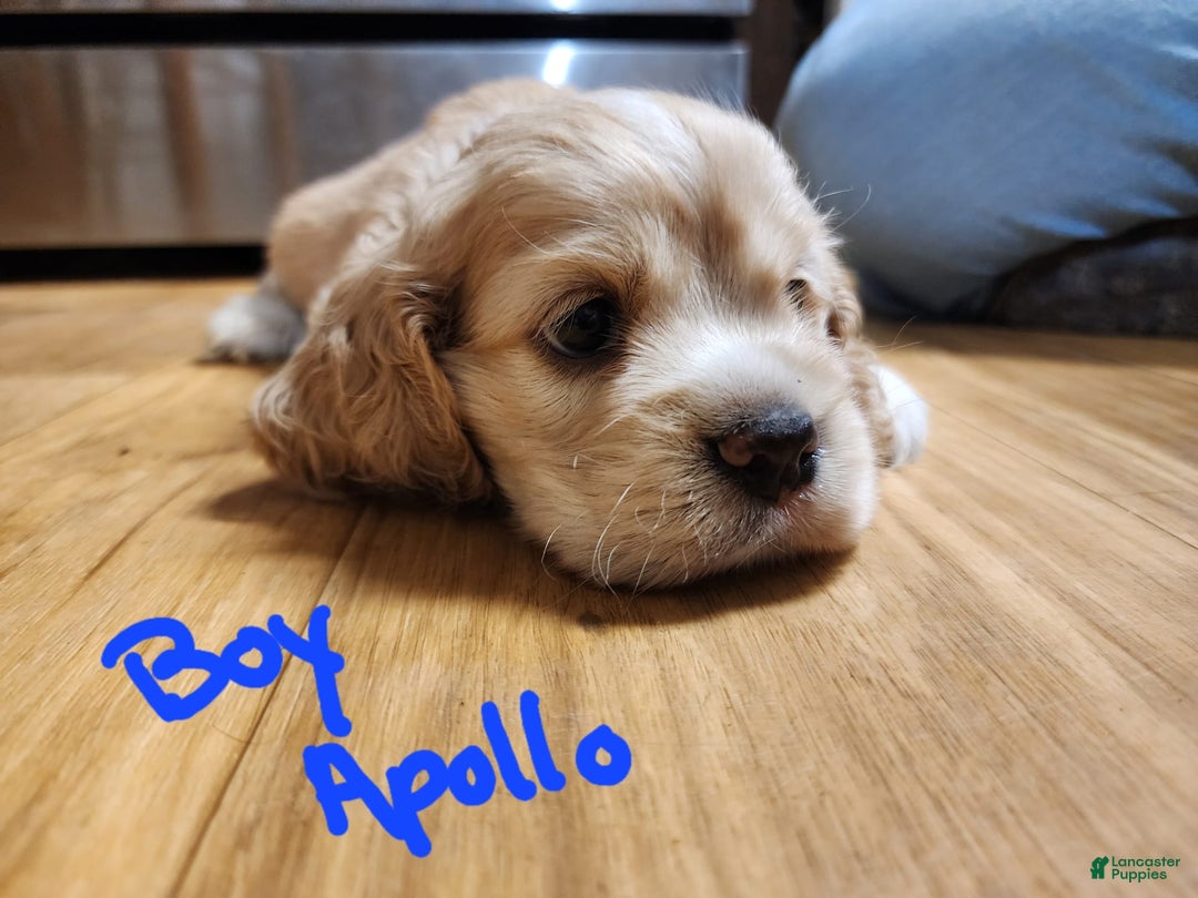 Cocker Spaniel dogs for sale: Apollo - Image 2