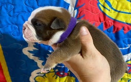 American Bulldog dogs for sale: Betty Crocker - Image 2