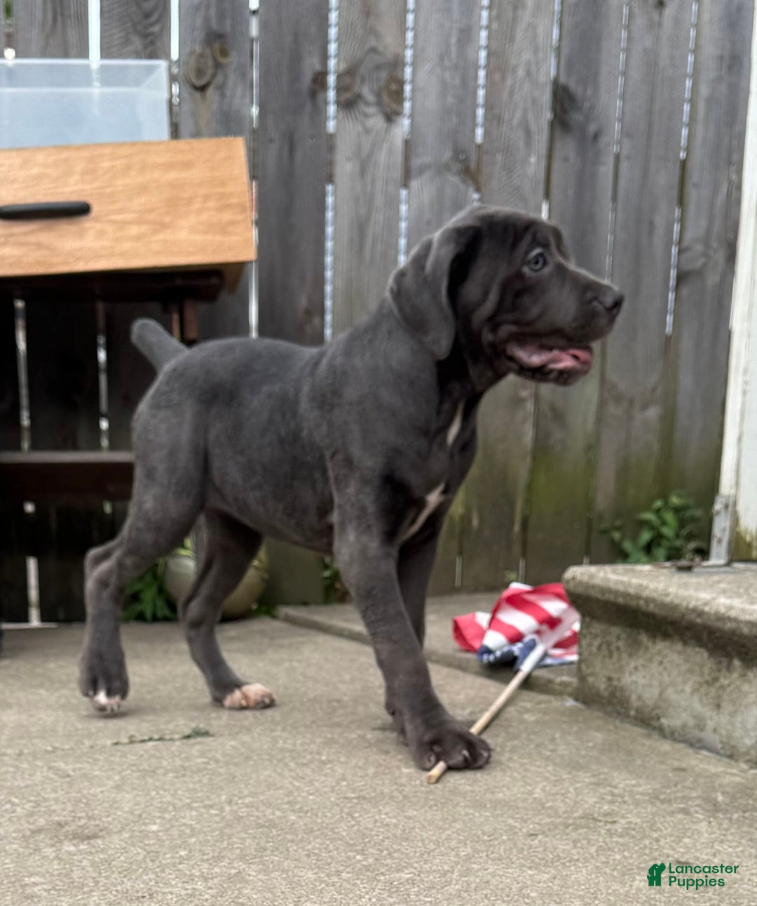 Cane Corso dogs for sale: Madonna - Image 7