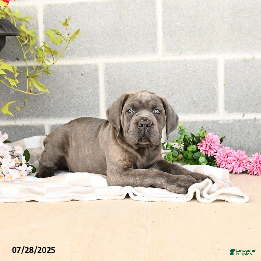 Cane Corso dogs for sale: Ivy - Image 3