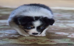 Australian Shepherd dogs for sale: Blueberry - Image 8