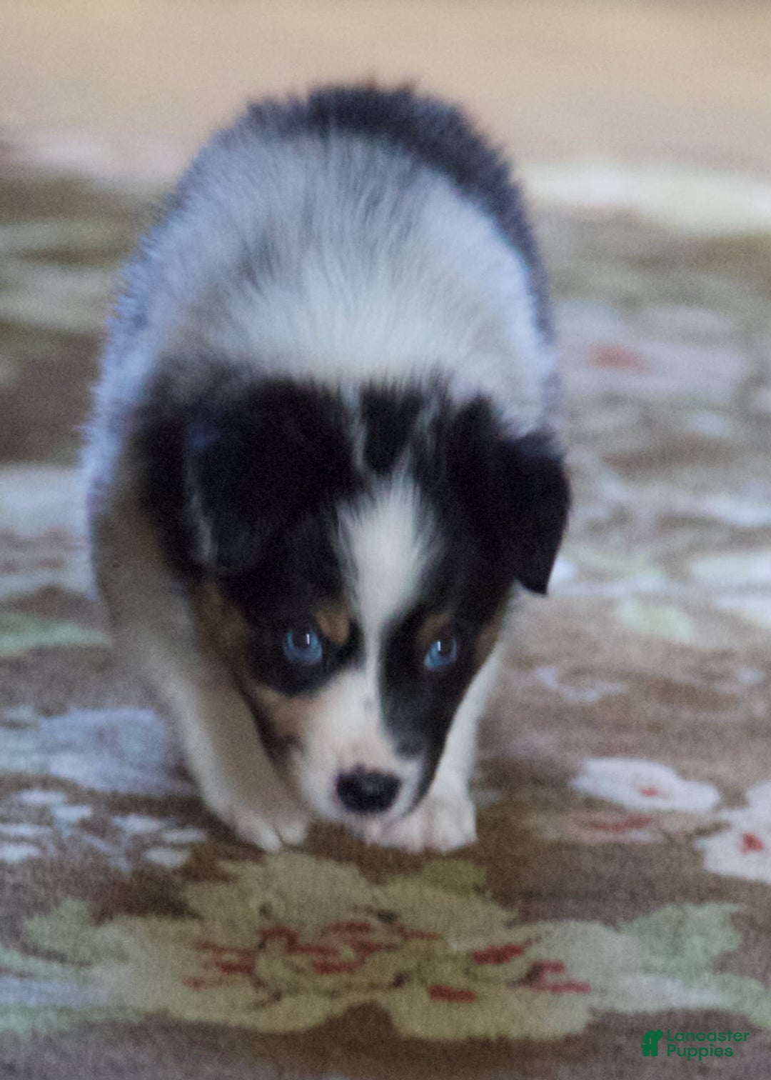 Australian Shepherd dogs for sale: Blueberry - Image 8