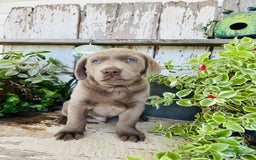 Labrador Retriever dogs for sale: Max - Image 5