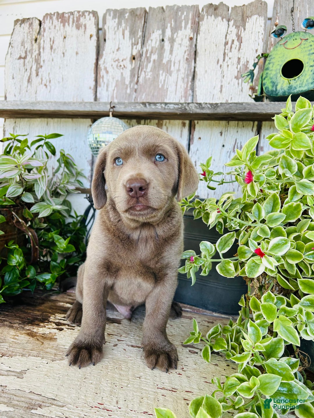Labrador Retriever dogs for sale: Max - Image 5