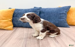 English Springer Spaniel dogs for sale: Nico - Image 2