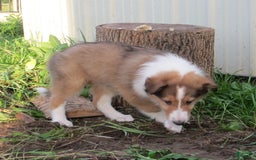 Collie dogs for sale: Abbie - Image 2