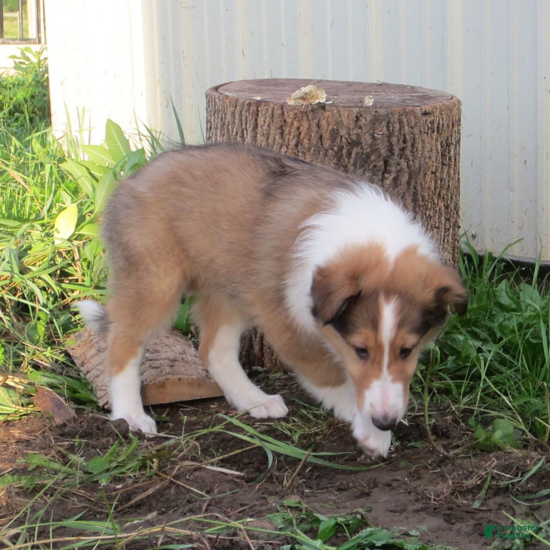 Collie dogs for sale: Abbie - Image 2