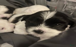 Shihpoo dogs for sale: Melon - Image 1