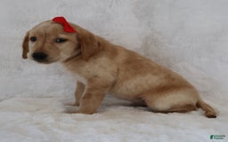 Labrador Retriever dogs for sale: Lily - Image 3