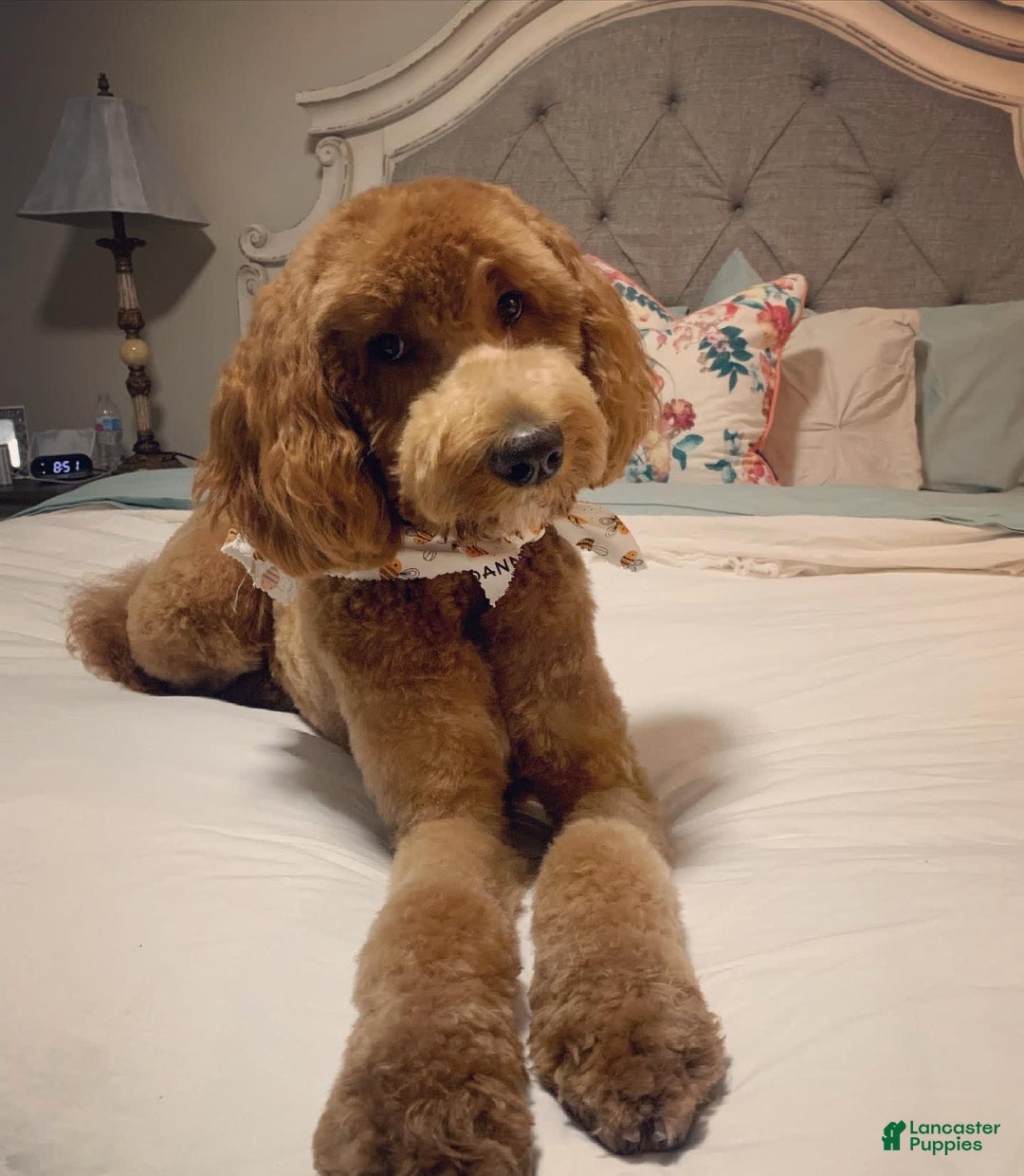 Goldendoodle dogs for sale: Ozzie - Image 3