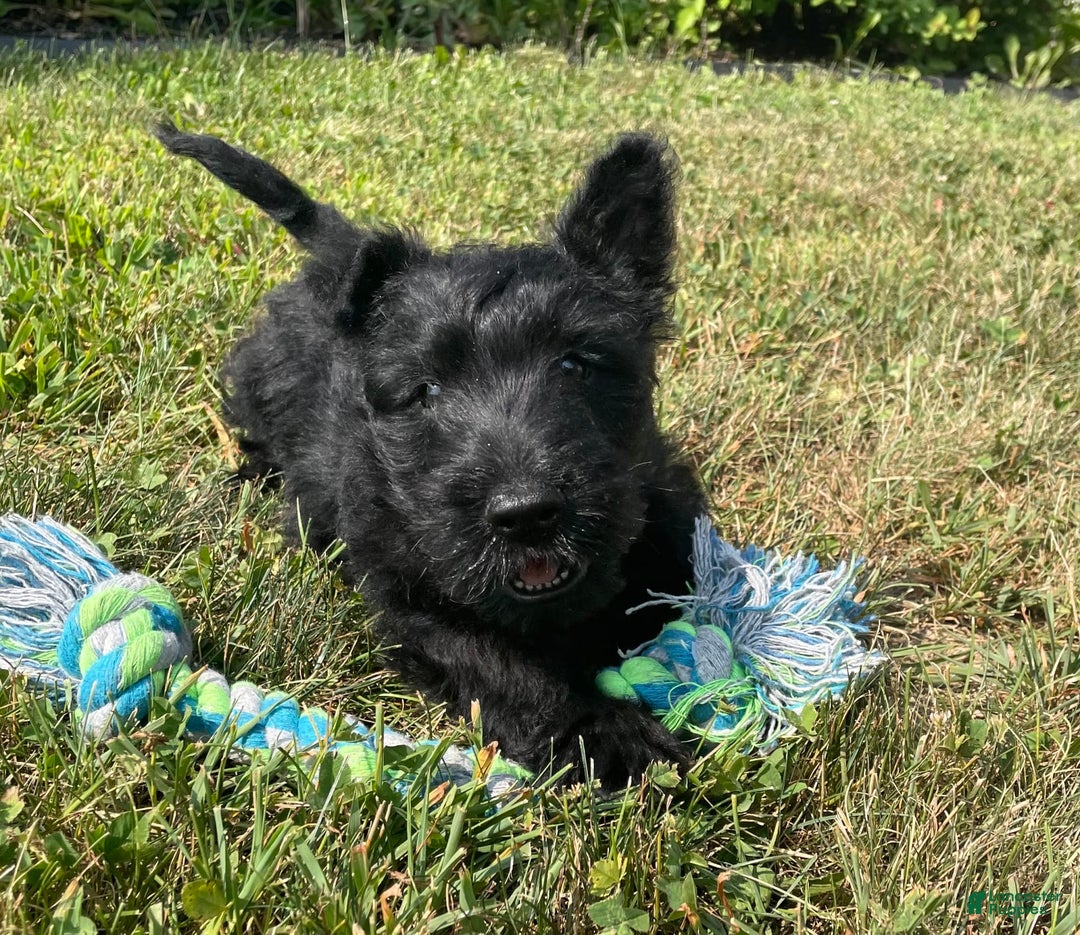 Scottish Terrier dogs for sale: Boris - Image 7