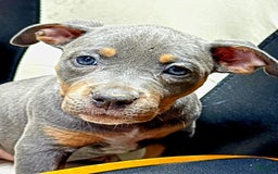 American Bully dogs for sale: "   Alicia Keyz" - Image 7