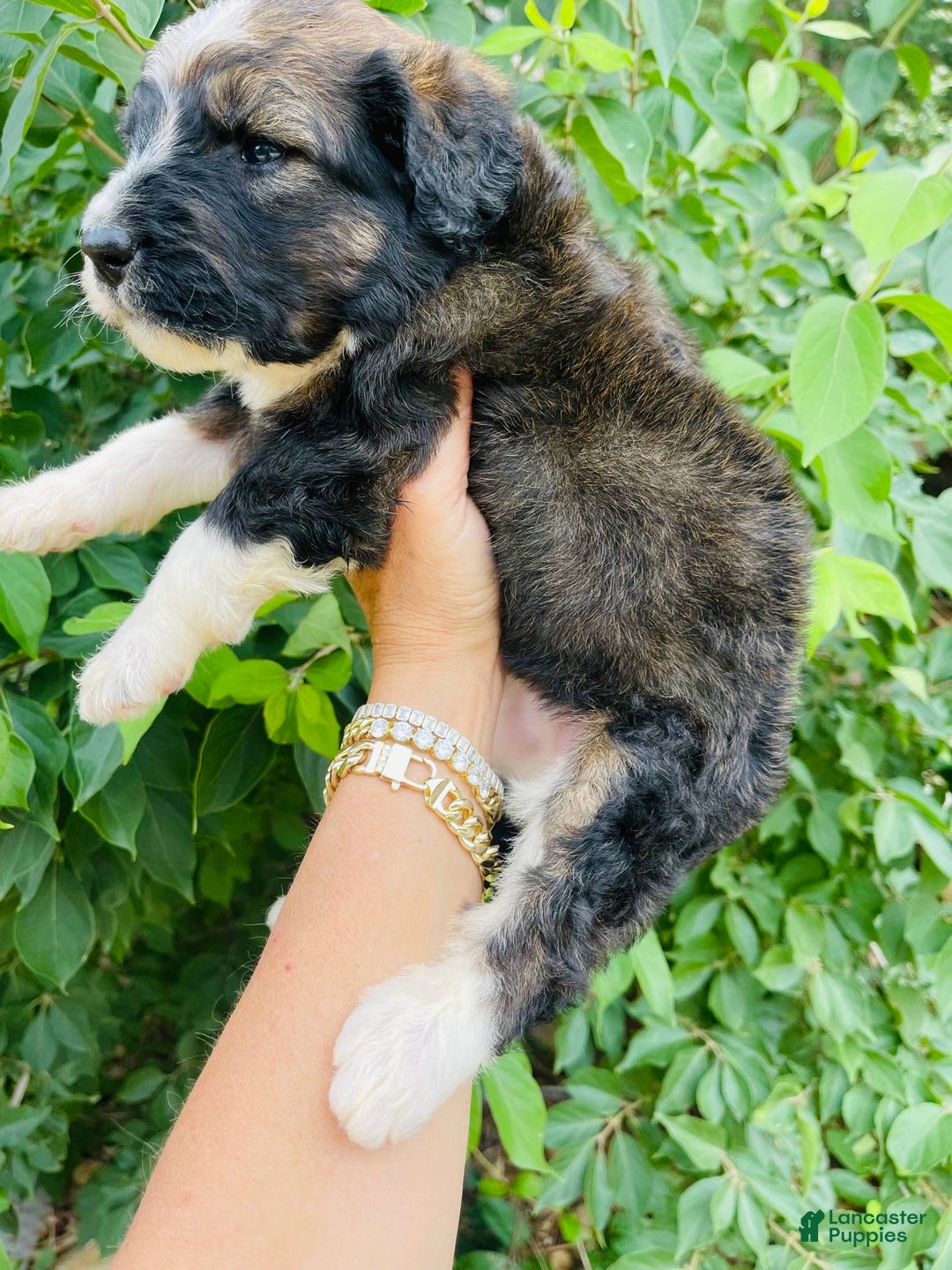 Bernedoodle dogs for sale: 💜 Mango Blossom - Image 4
