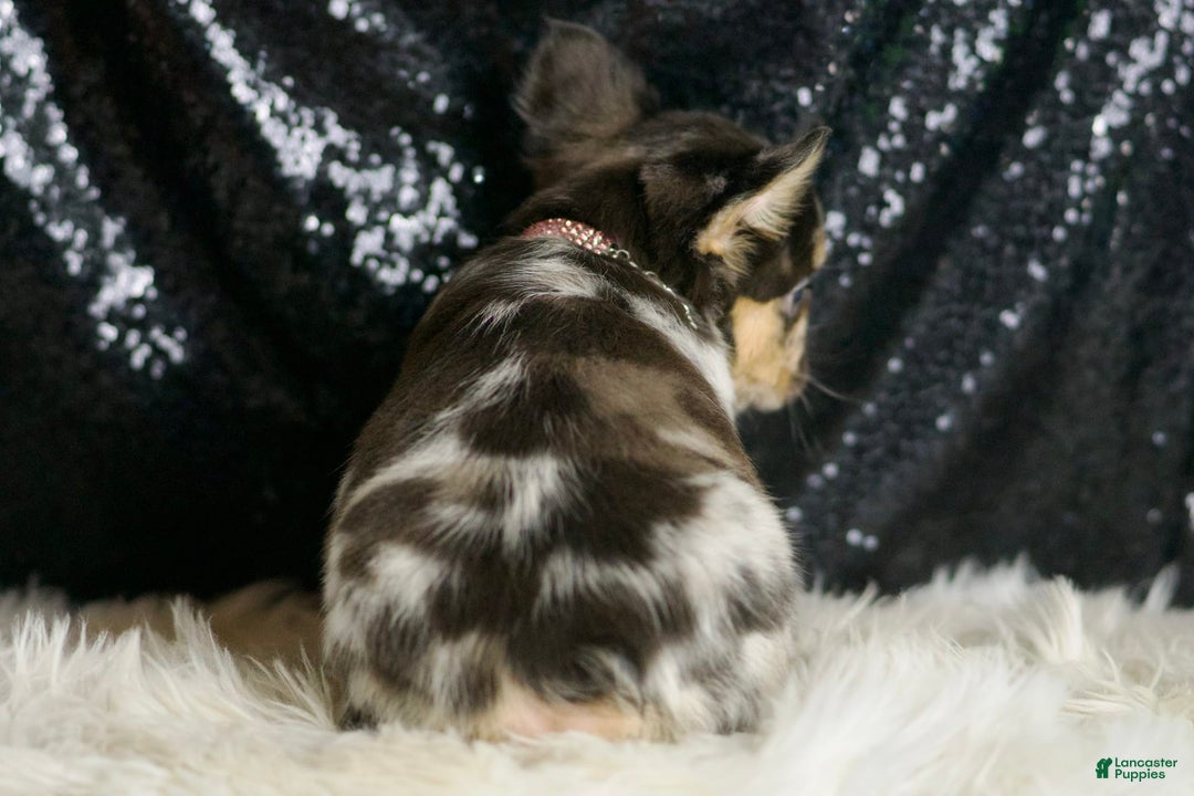 French Bulldog dogs for sale: Truffle - Image 4