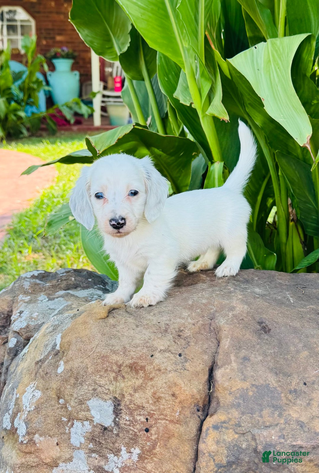 Miniature Dachshund dogs for sale: Blizzard LH - Image 10