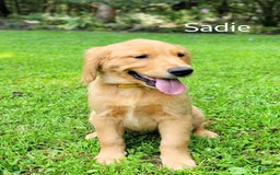 Golden Retriever dogs for sale: Sadie - Image 1