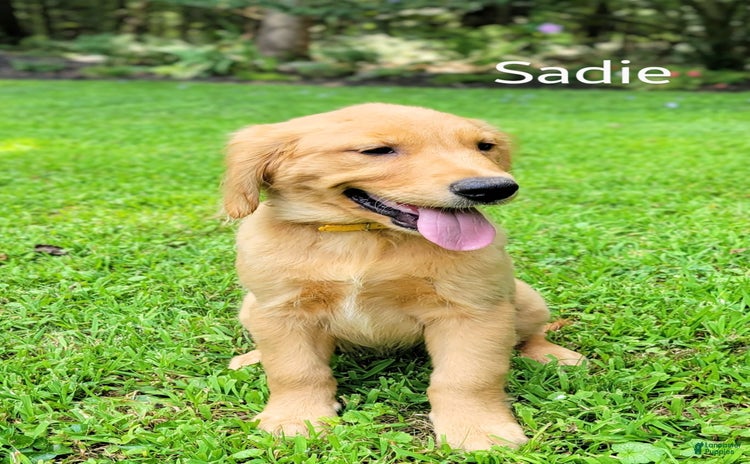 Golden Retriever dogs for sale - Ad 3