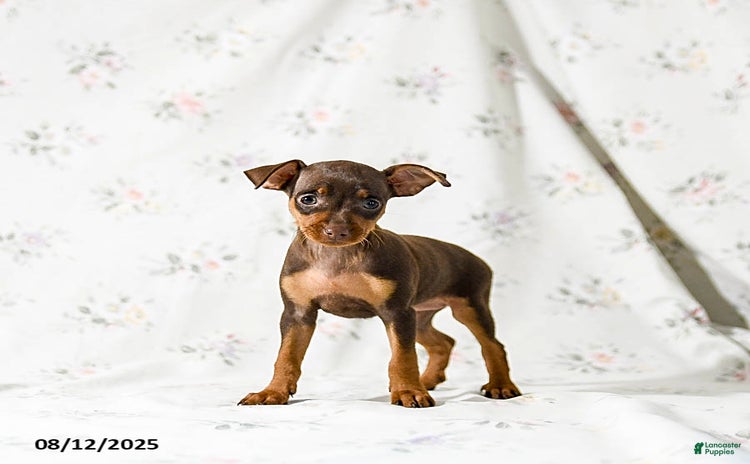 Miniature Pinscher dogs for sale - Ad 2