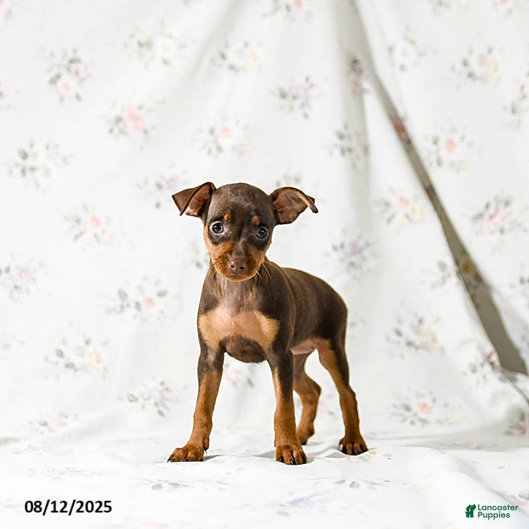 Miniature Pinscher dogs for sale: Cookie - Image 1