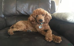 Mini Goldendoodle dogs for sale: Hank - Image 6