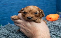 Cavapoo dogs for sale: Jacoby - Image 12