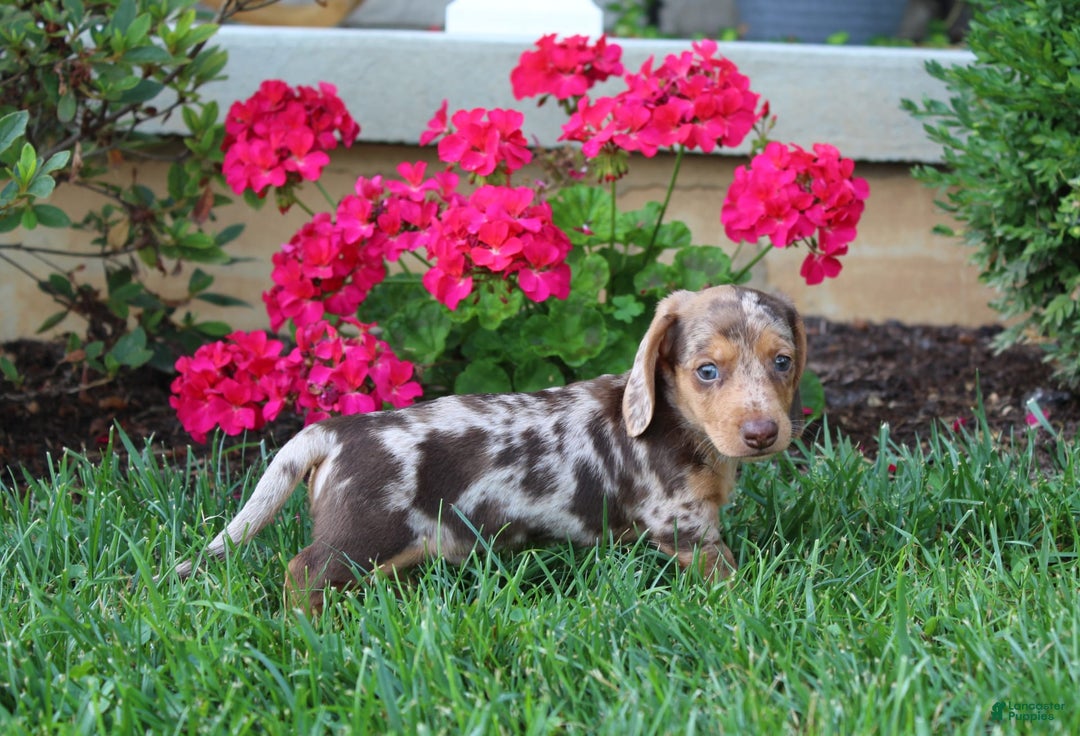 Dachshund dogs for sale: Xander - Image 3