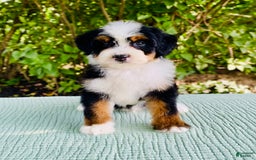Bernedoodle dogs for sale: Ace - Image 2