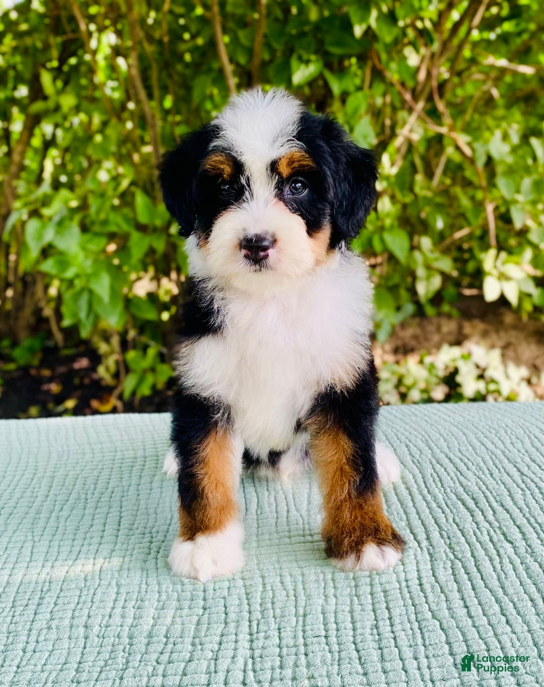 Bernedoodle dogs for sale: Ace - Image 2
