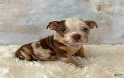 English Bulldog dogs for sale: Pochoco - Image 1
