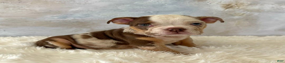 Pochoco