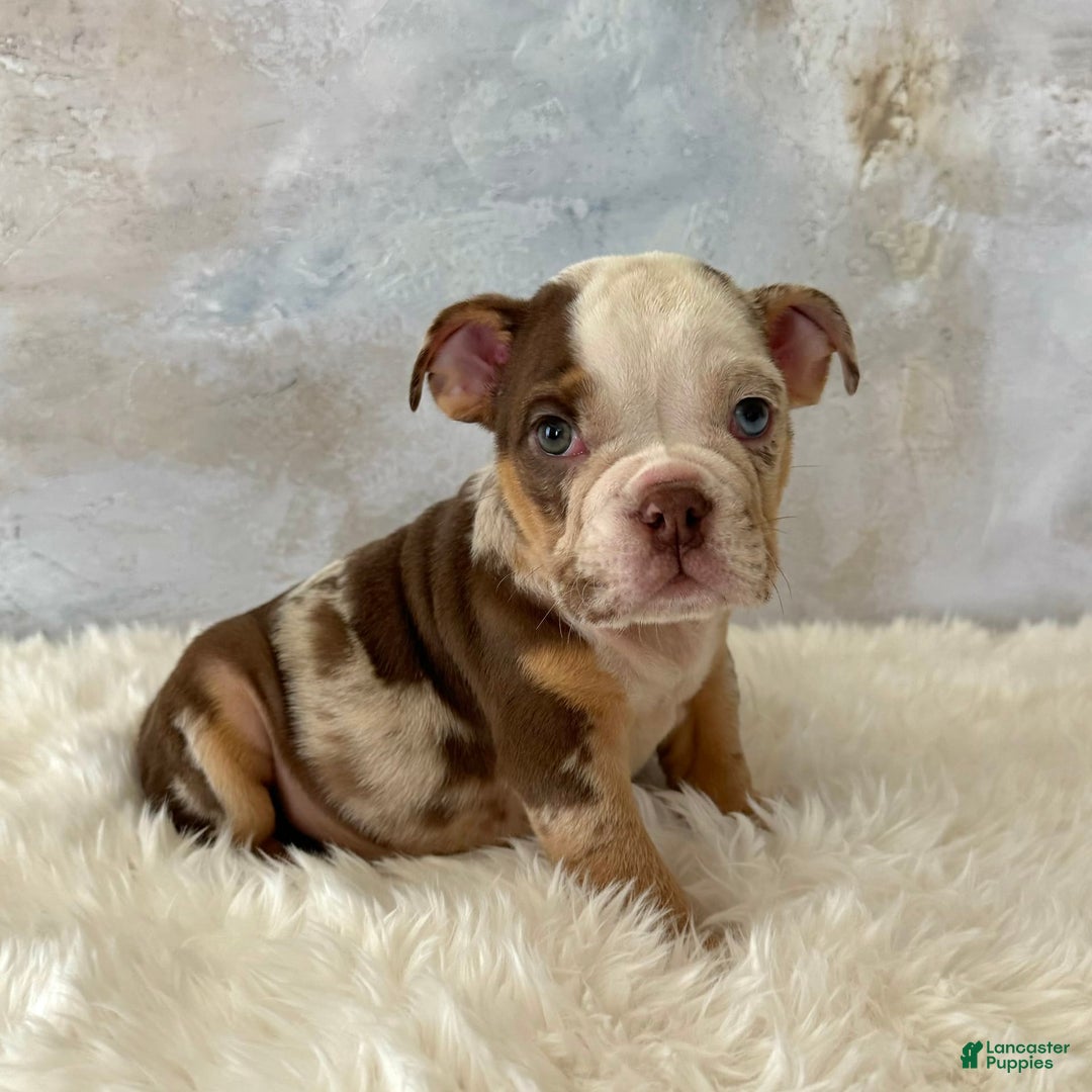 English Bulldog dogs for sale: Pochoco - Image 1