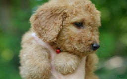 Goldendoodle dogs for sale: Goldendoodle 2 puppies - Image 2