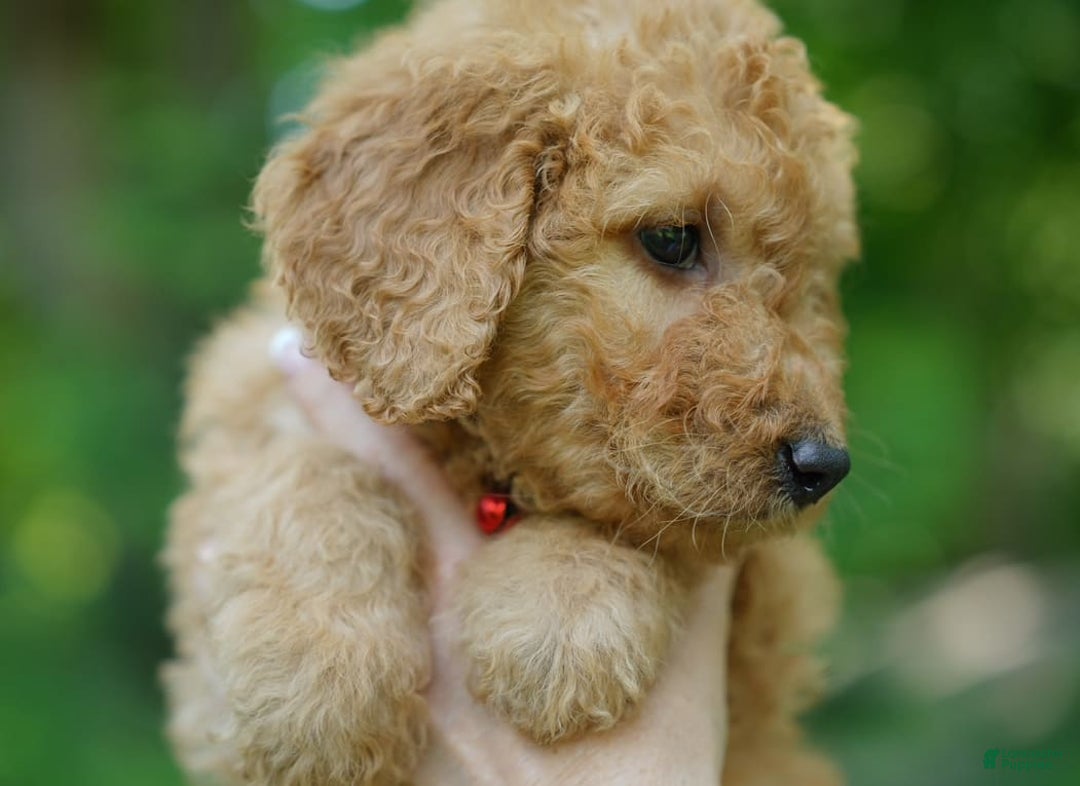 Goldendoodle dogs for sale: Goldendoodle 2 puppies - Image 2