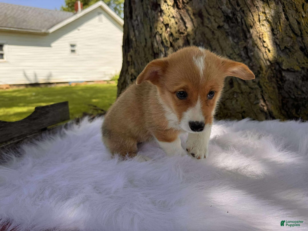 American Corgi dogs for sale: Lily - Image 4