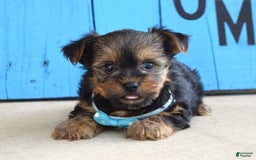 Yorkshire Terrier dogs for sale: Anderson - Image 4