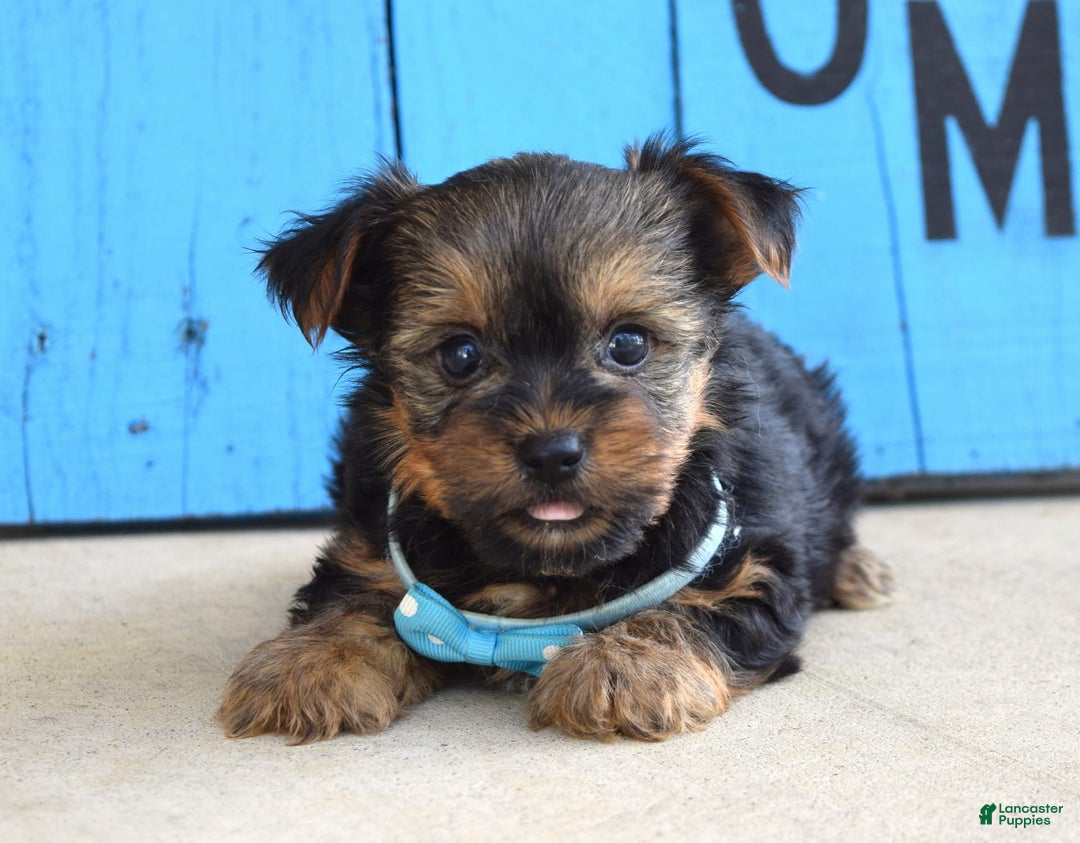 Yorkshire Terrier dogs for sale: Anderson - Image 4