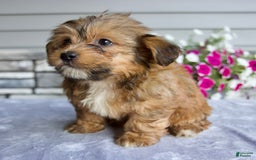 Shorkie dogs for sale: Everett - Image 1