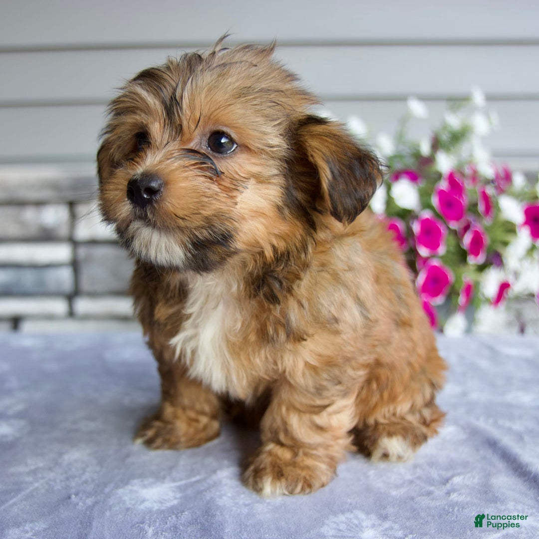 Shorkie dogs for sale: Everett - Image 1