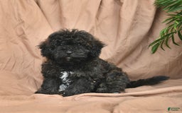 Bichpoo dogs for sale: Peppermint Patty - Image 2