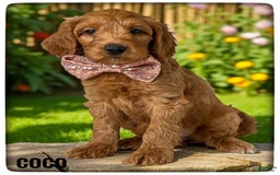 Goldendoodle dogs for sale: Coco Cream Collar - Image 2