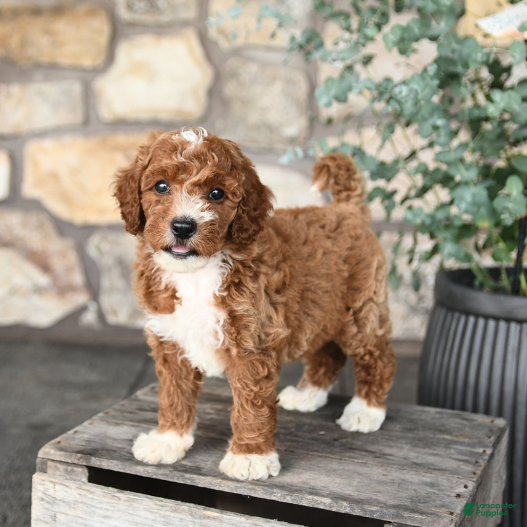 Mini Goldendoodle dogs for sale: Buddy - Image 5