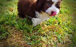 Havapoo dogs for sale: Harley - Image 10