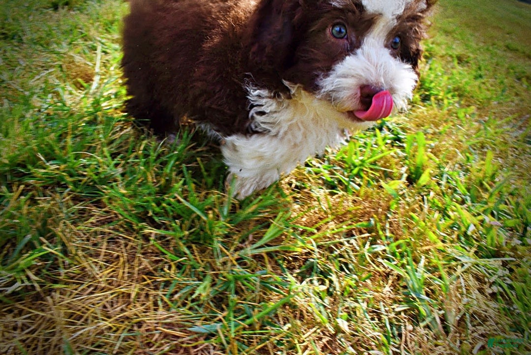 Havapoo dogs for sale: Harley - Image 10